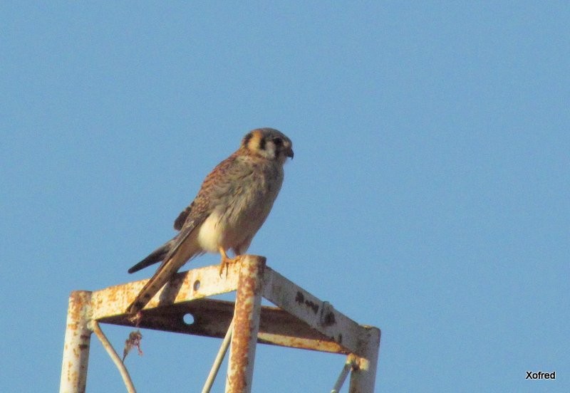 American Kestrel - ML623531394