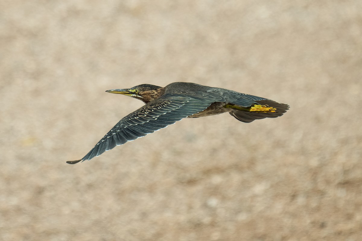 Green Heron - ML623531398