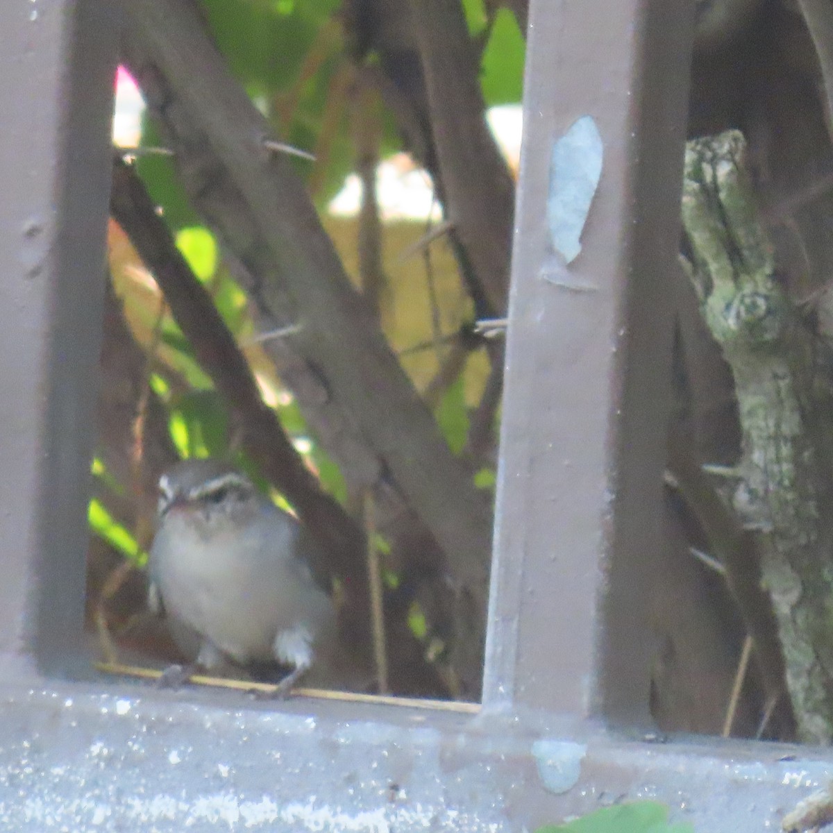 Bewick's Wren - Brian Nothhelfer