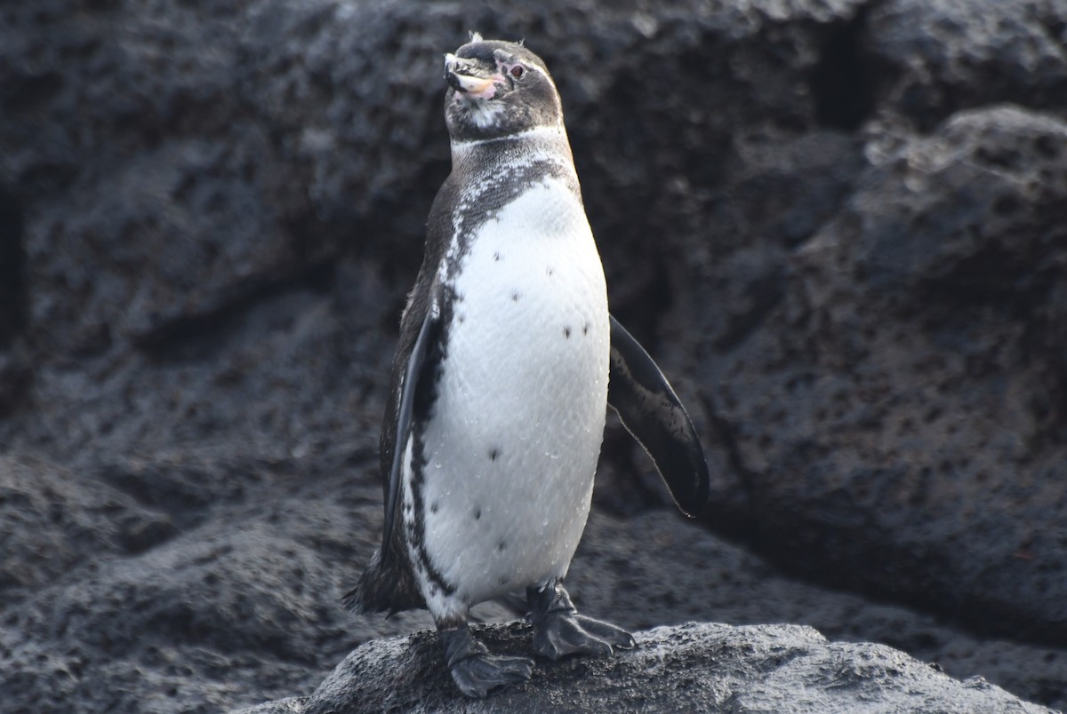 Pingüino de Galápagos - ML623531460