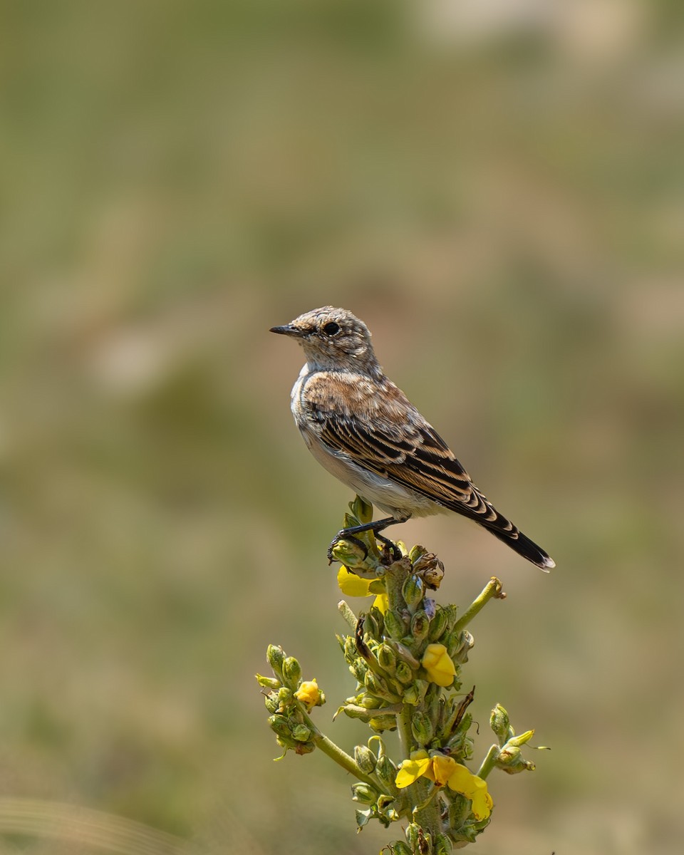 Northern Wheatear - ML623531490