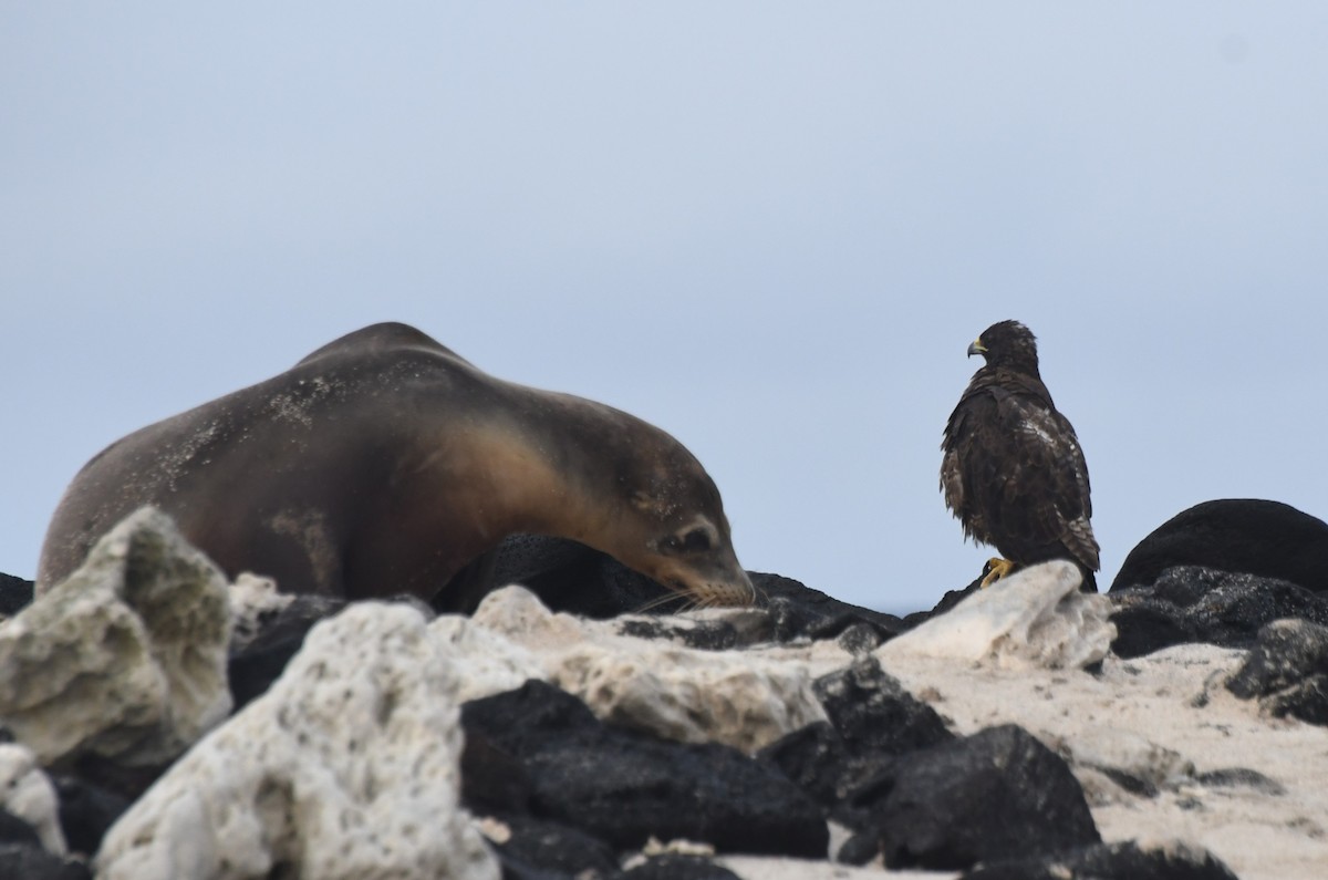 Busardo de Galápagos - ML623531506