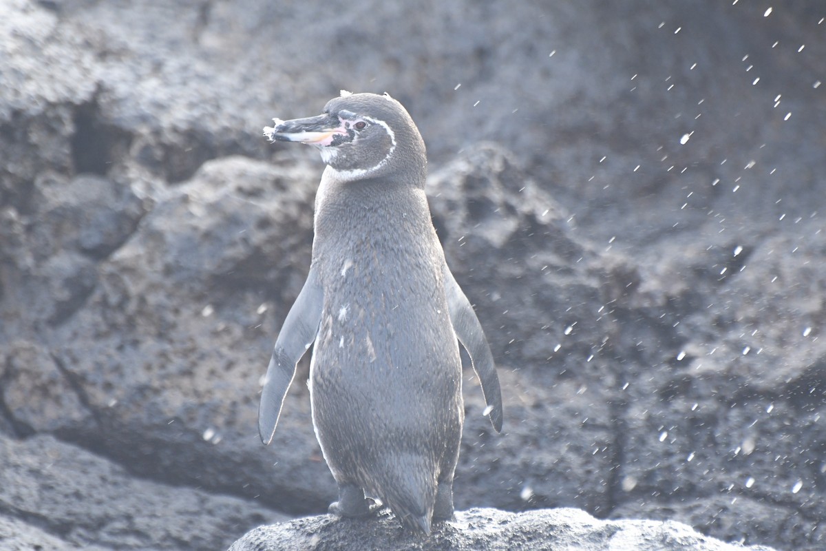 Pingüino de Galápagos - ML623531539