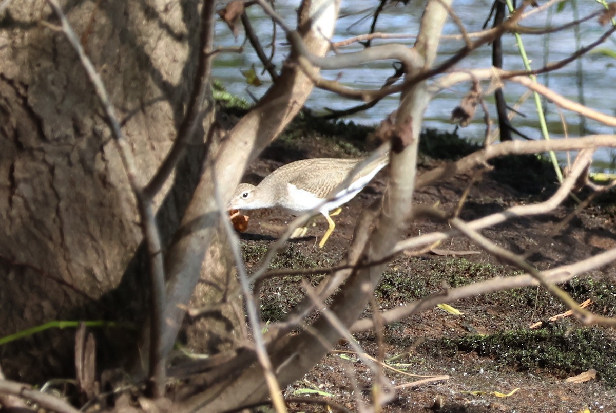 Spotted Sandpiper - ML623531544