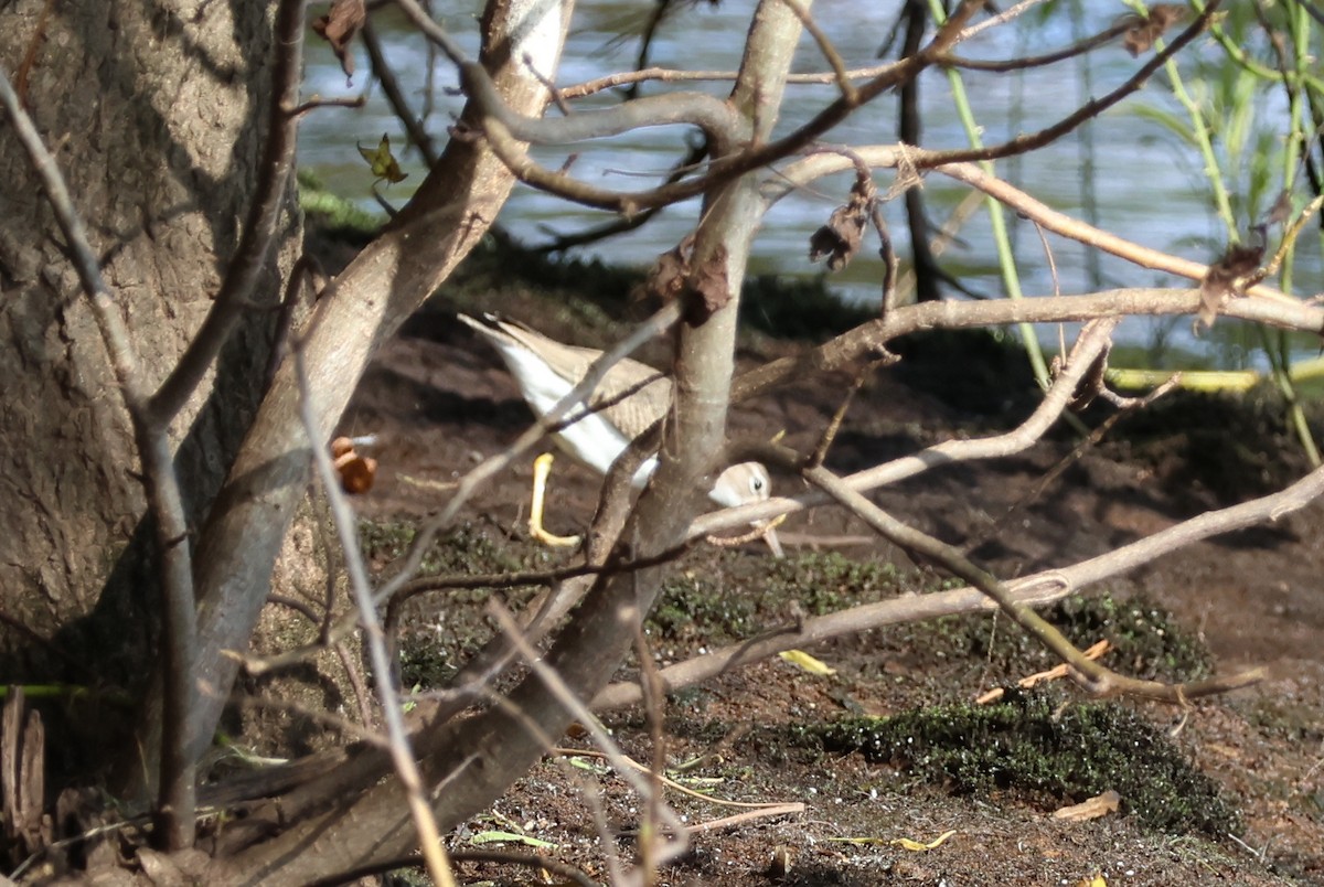 Spotted Sandpiper - ML623531545