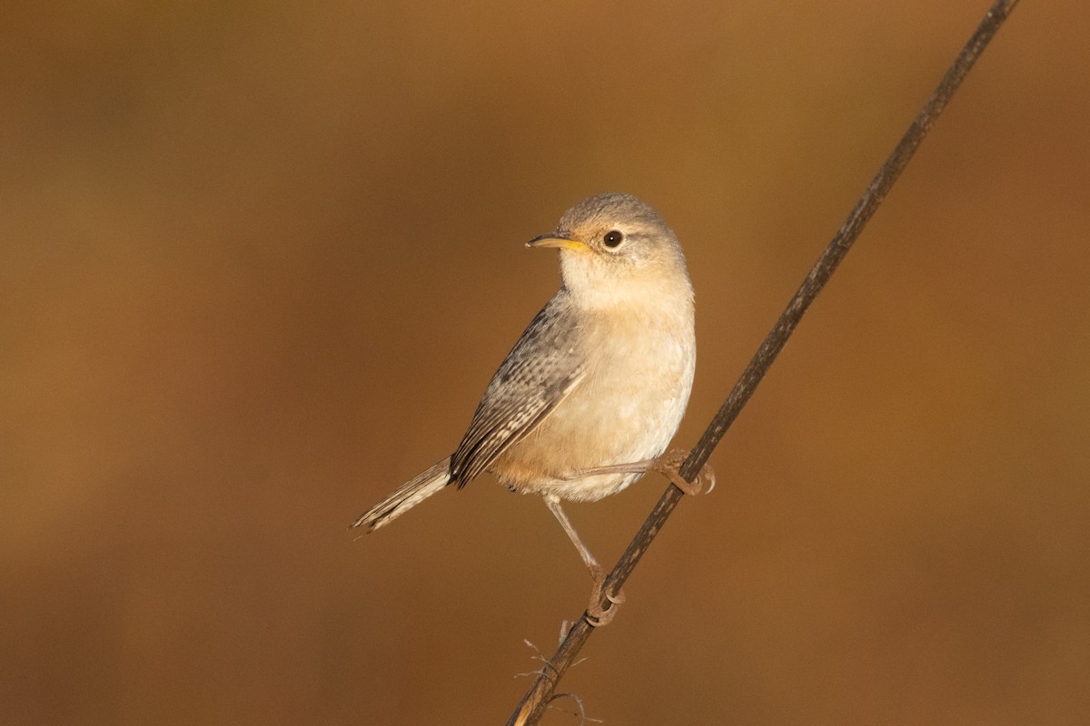 Socorro Wren - ML623531546