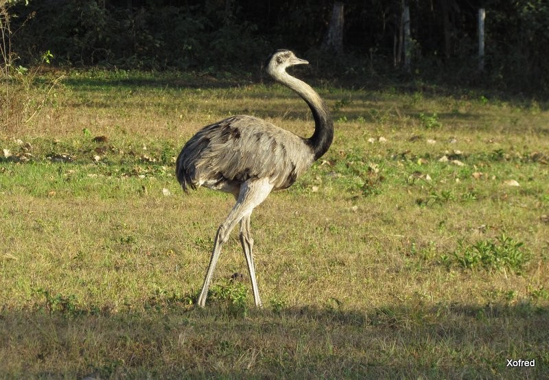 Greater Rhea - ML623531566