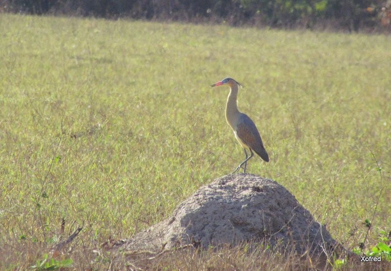Whistling Heron - ML623531573