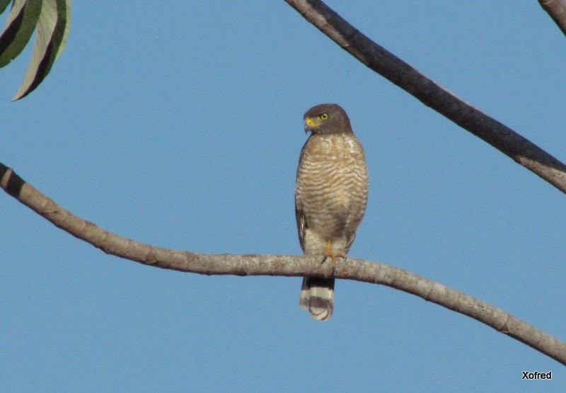Roadside Hawk - ML623531584