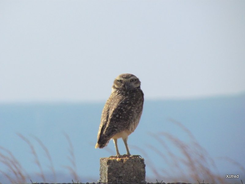 Burrowing Owl - ML623531587