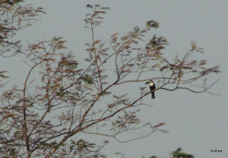 Channel-billed Toucan - ML623531593