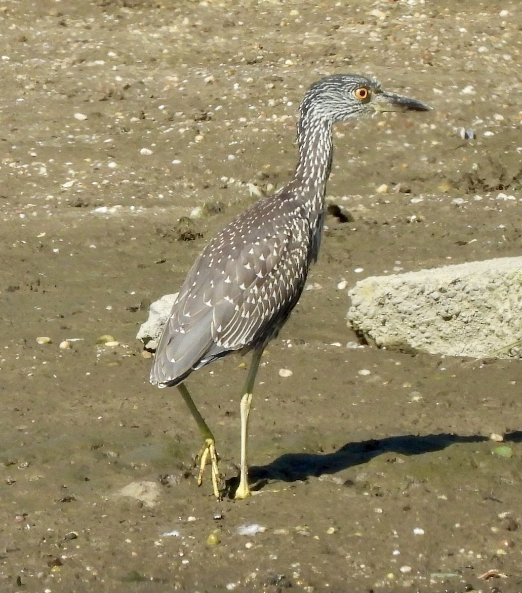 Yellow-crowned Night Heron - ML623531603