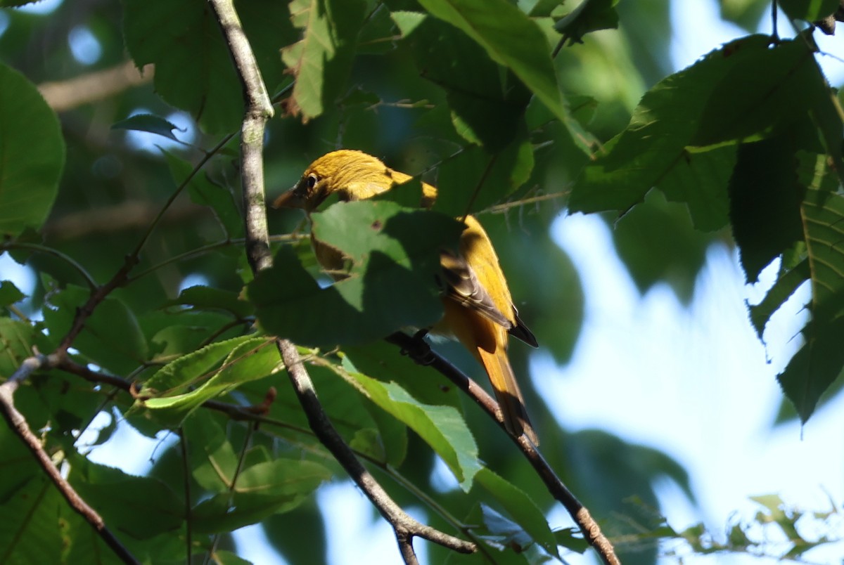 Summer Tanager - ML623531609