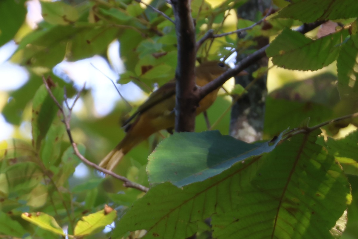Summer Tanager - ML623531610