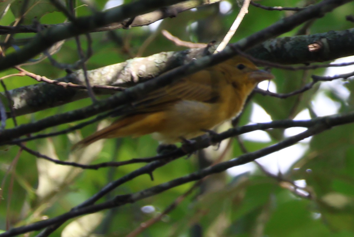 Summer Tanager - ML623531611