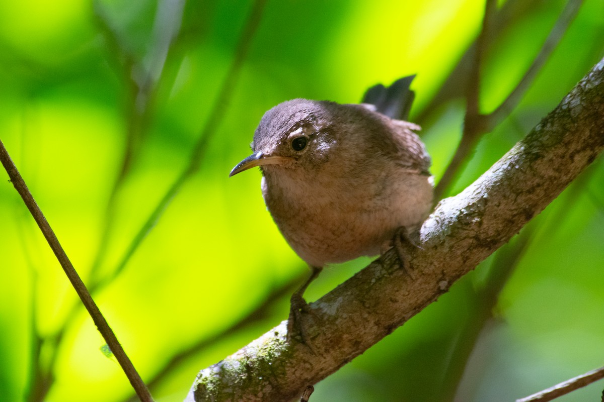 Socorro Wren - ML623531617