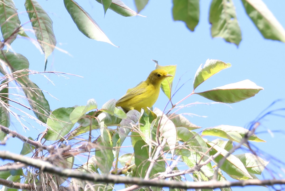 Yellow Warbler - ML623531620