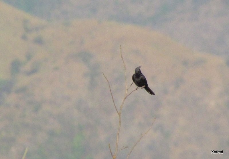 Crested Black-Tyrant - ML623531632