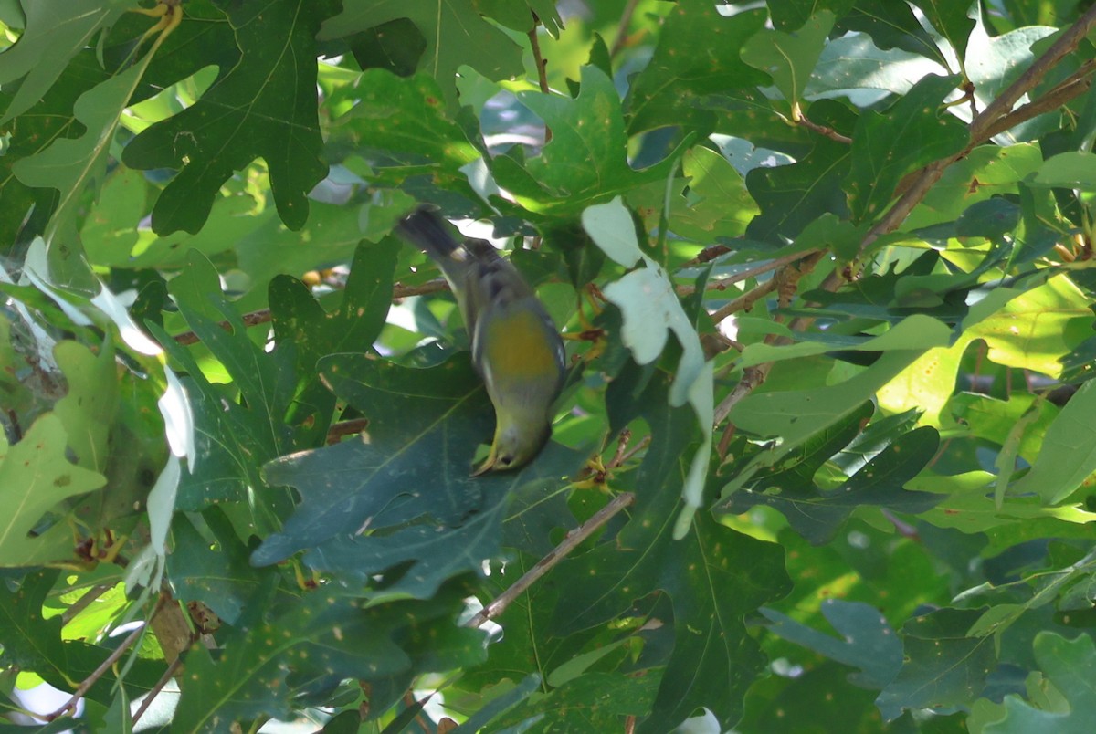 Northern Parula - ML623531636