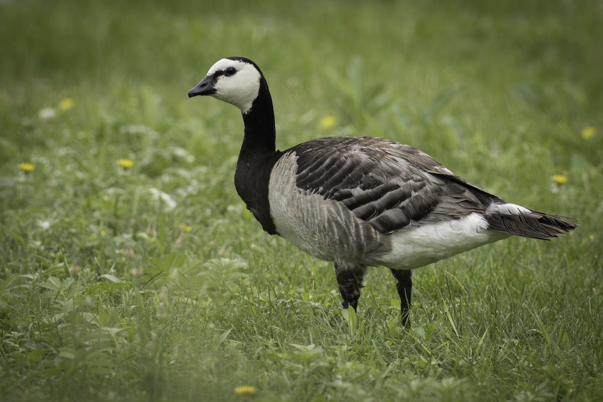 Barnacle Goose - ML623531641