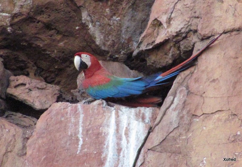 Red-and-green Macaw - ML623531664