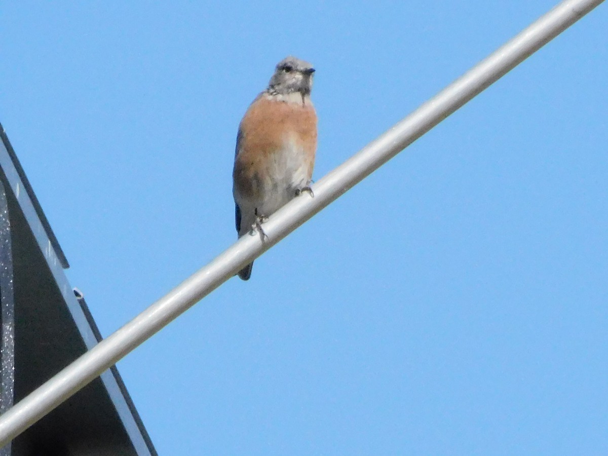 Western Bluebird - ML623531702
