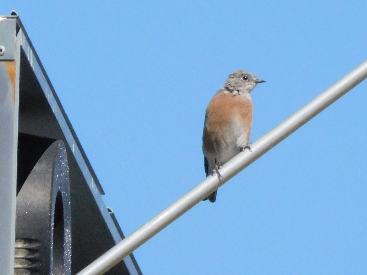 Western Bluebird - ML623531703