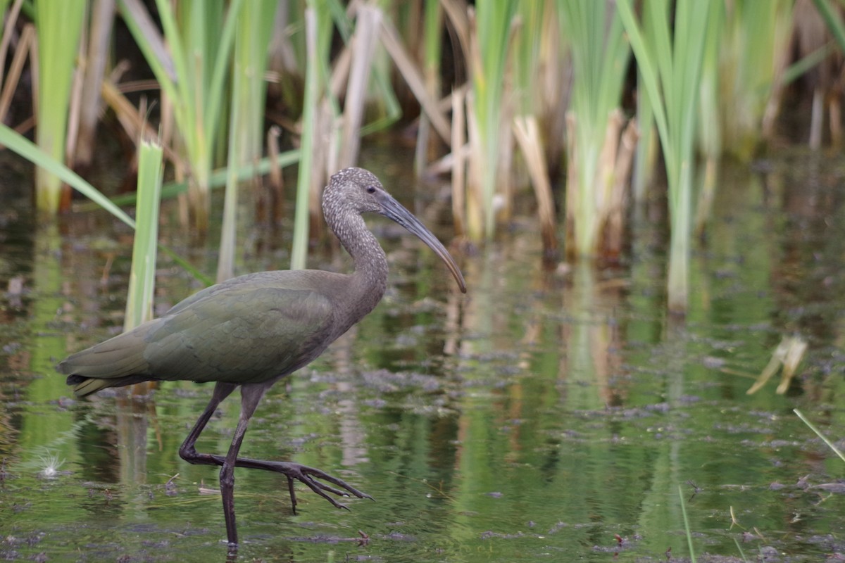 White-faced Ibis - ML623531744