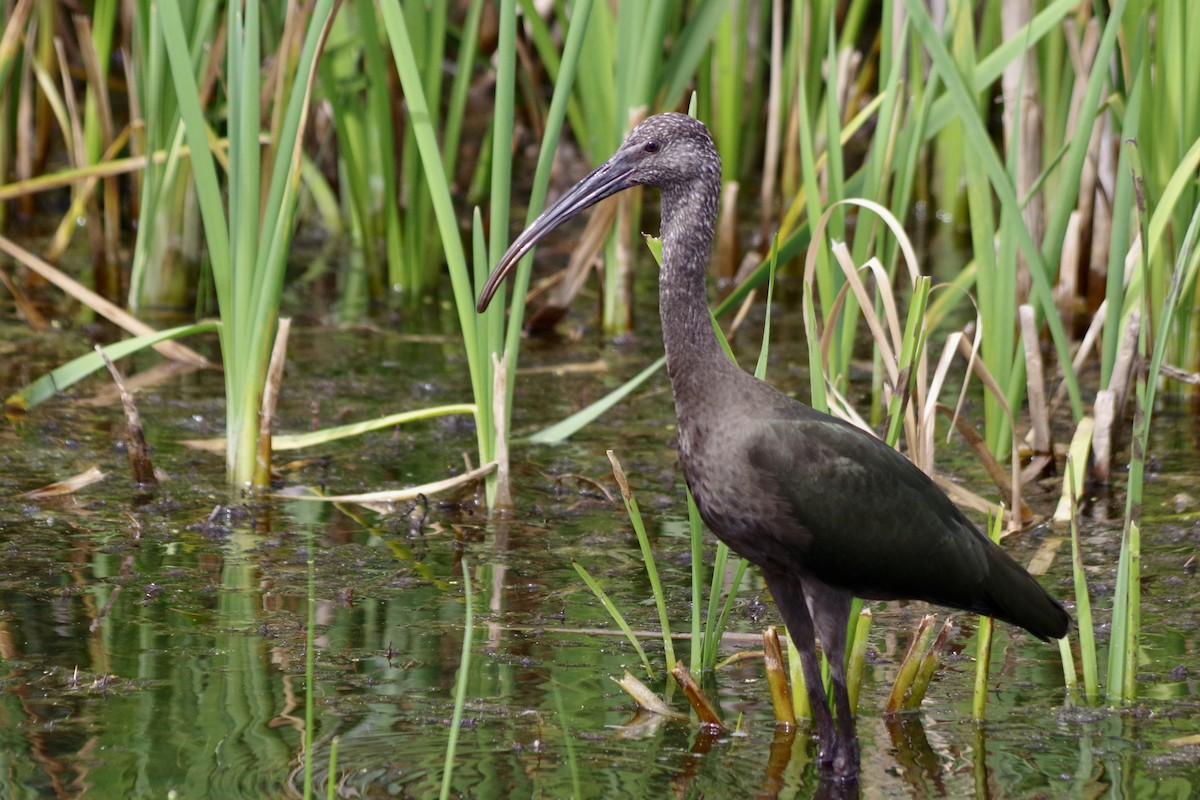 White-faced Ibis - ML623531745
