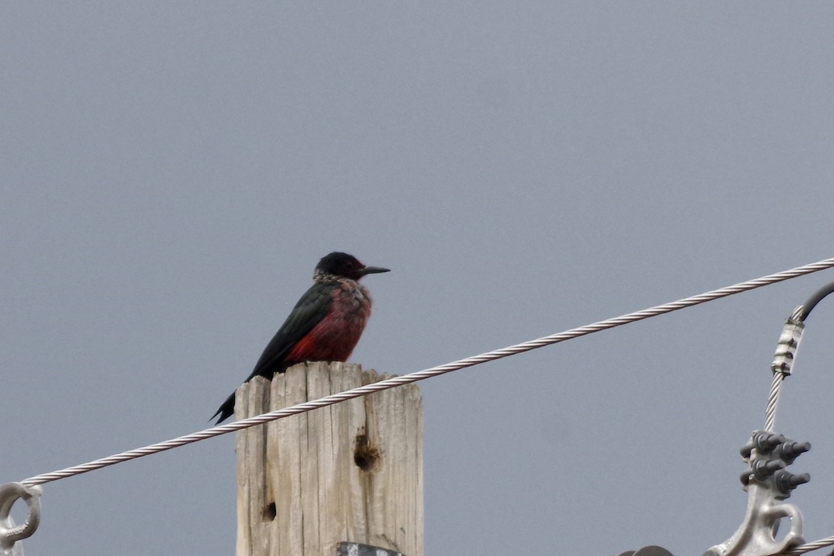 Lewis's Woodpecker - ML623531753