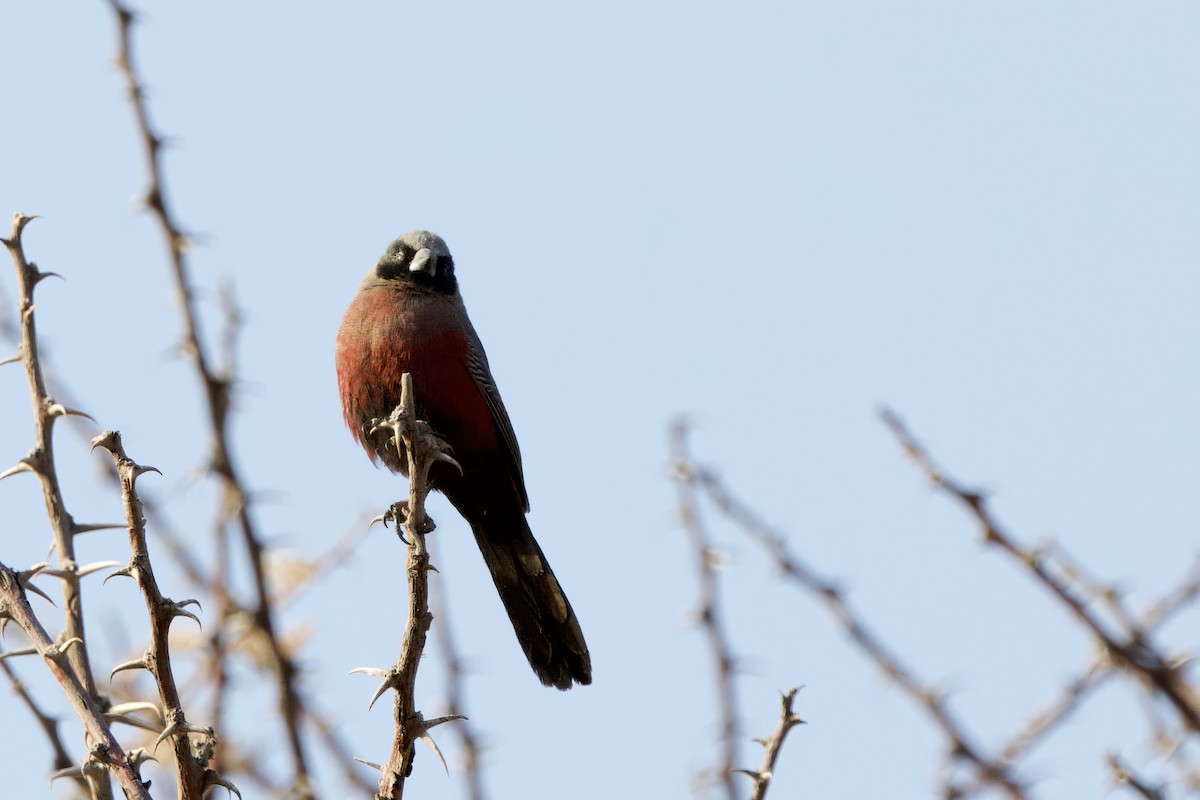 Black-faced Waxbill - Steve Bielamowicz