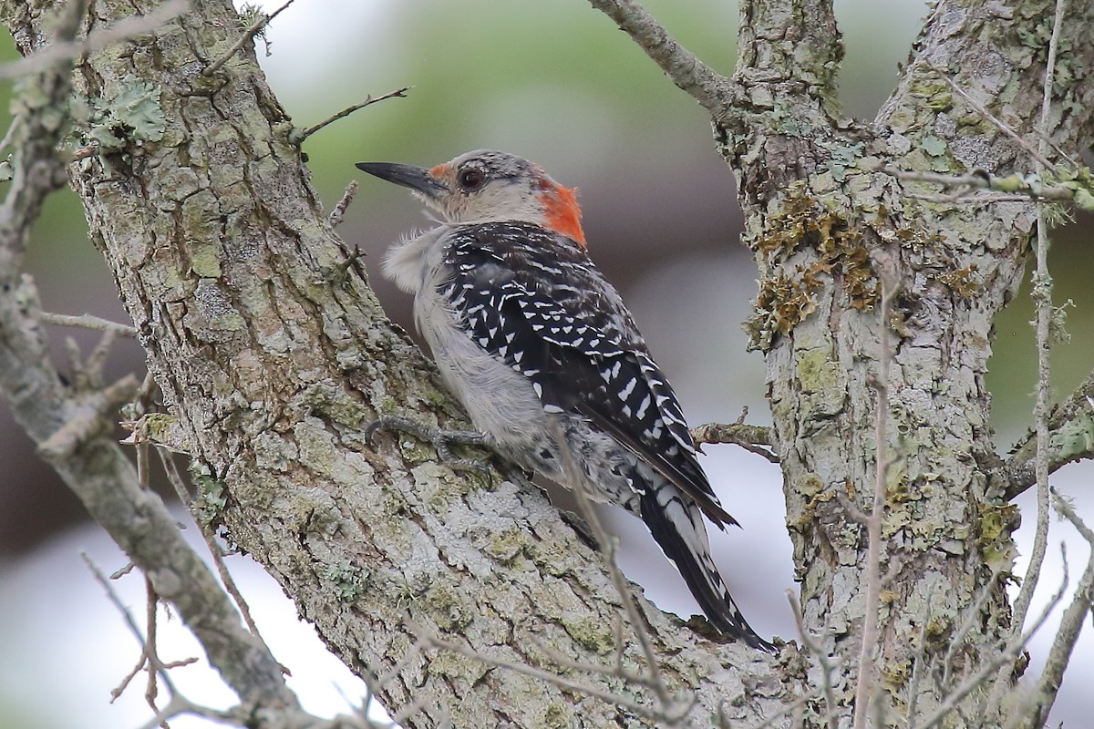 Red-bellied Woodpecker - ML623531786