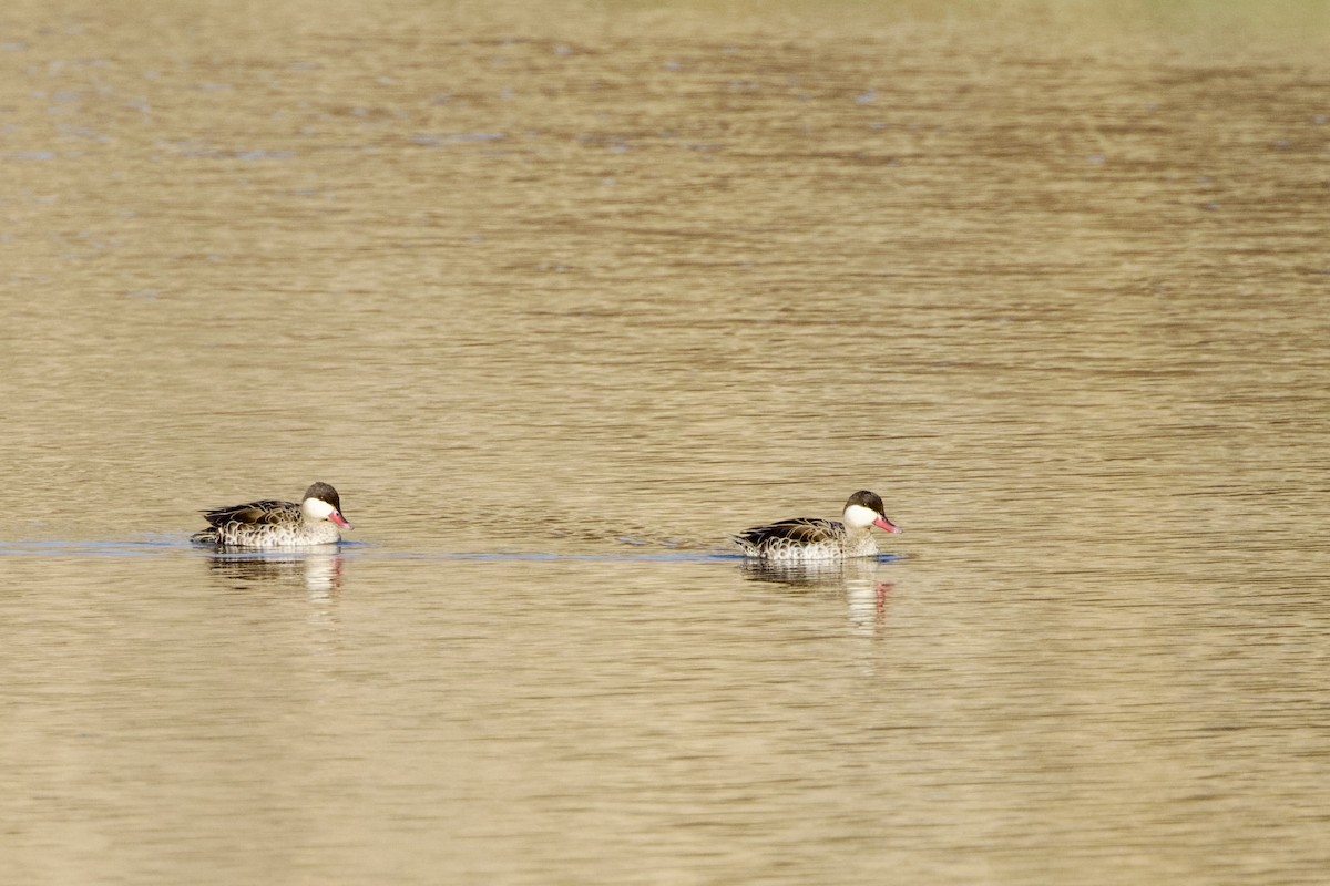 Red-billed Duck - ML623531794