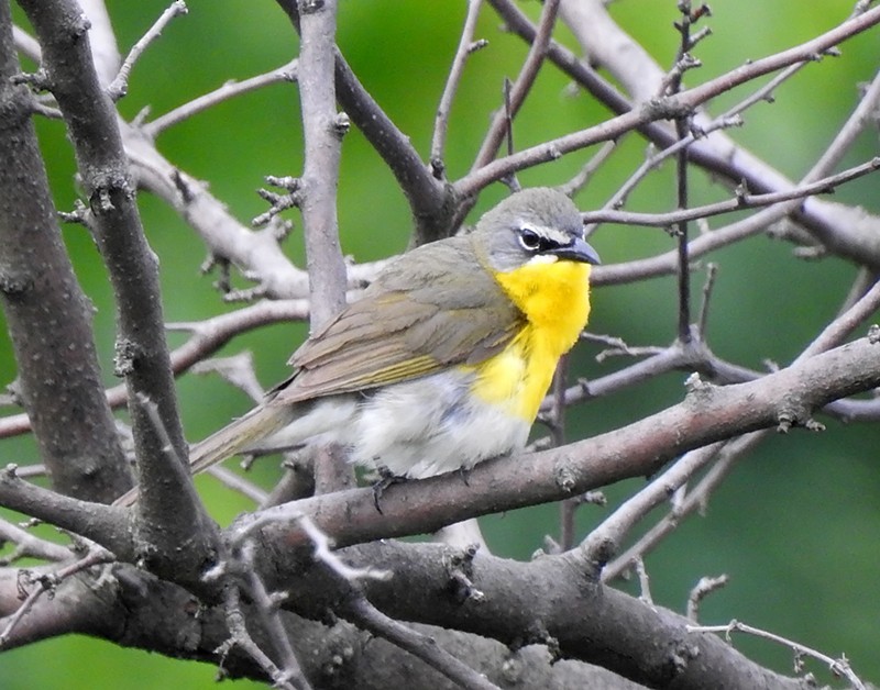 Yellow-breasted Chat - Brian Tinker