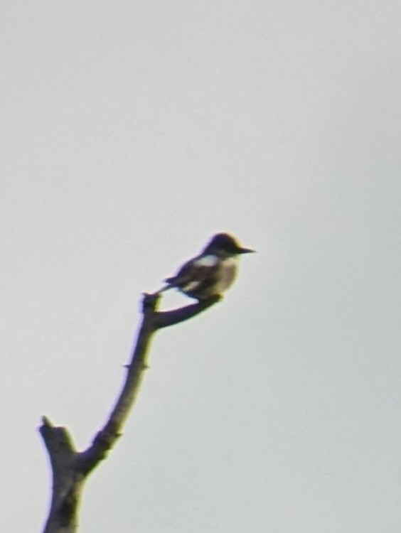 Olive-sided Flycatcher - ML623531816