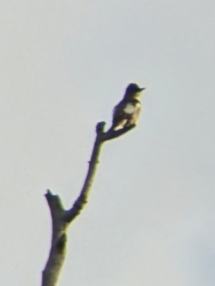 Olive-sided Flycatcher - Davis Ingram