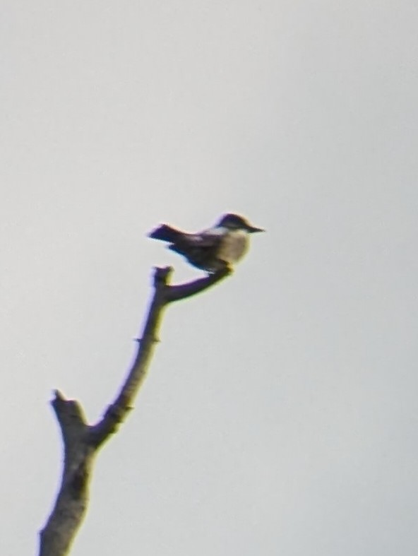 Olive-sided Flycatcher - ML623531819