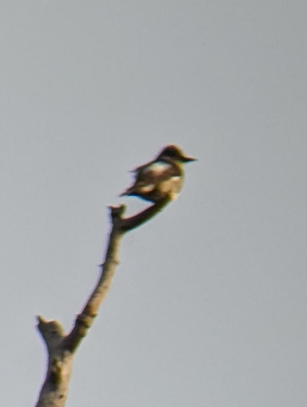 Olive-sided Flycatcher - ML623531820