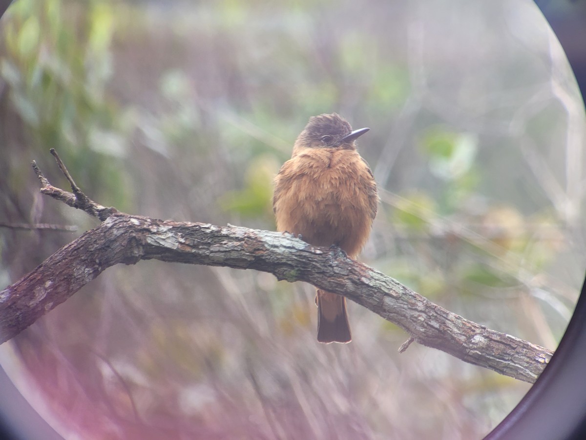 Cliff Flycatcher - Jules Léotard