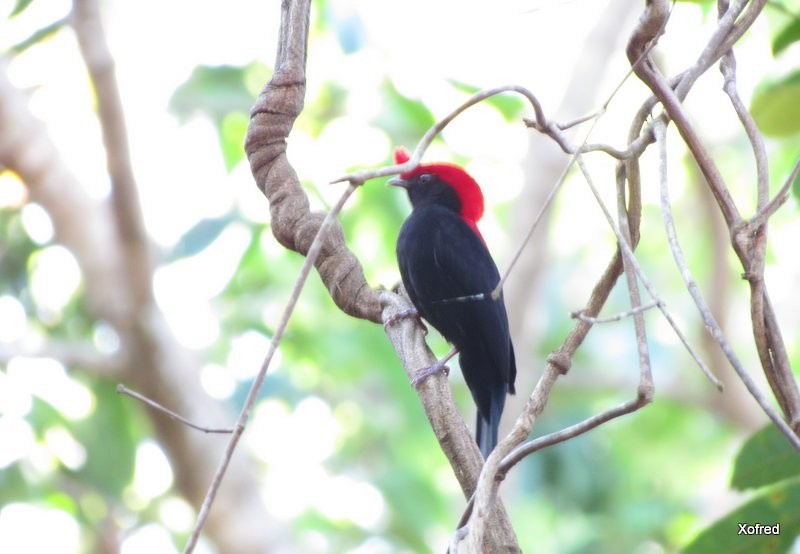 Helmeted Manakin - ML623531828