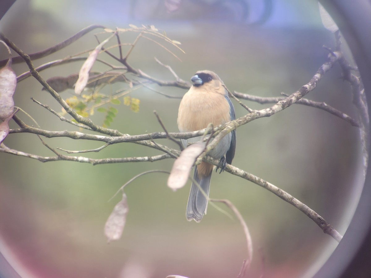 Cinnamon Tanager - ML623531842