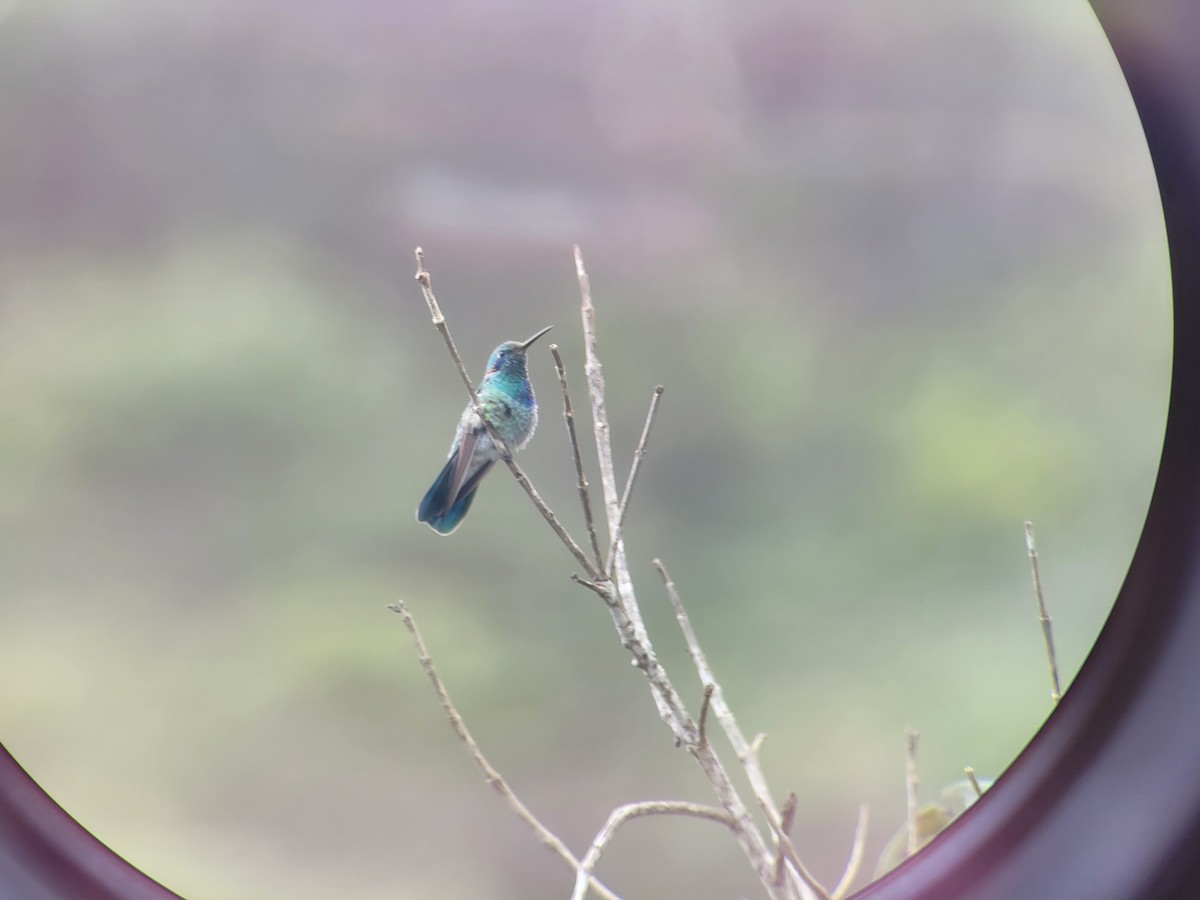 White-vented Violetear - Jules Léotard