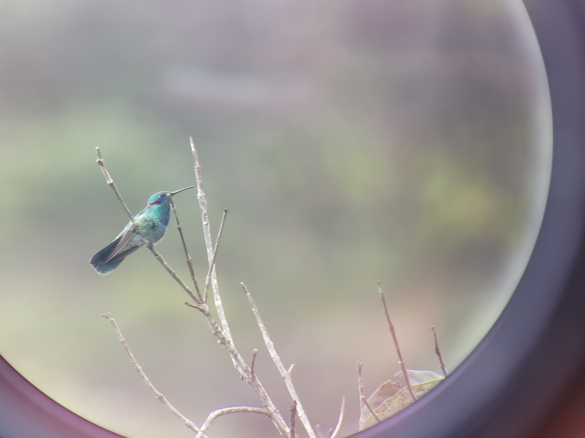 White-vented Violetear - ML623531887