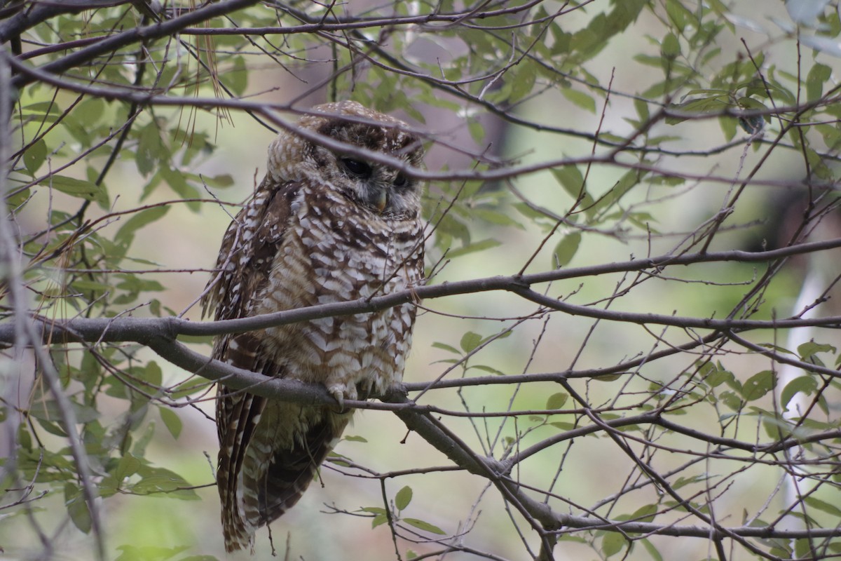 Spotted Owl (Mexican) - ML623531899