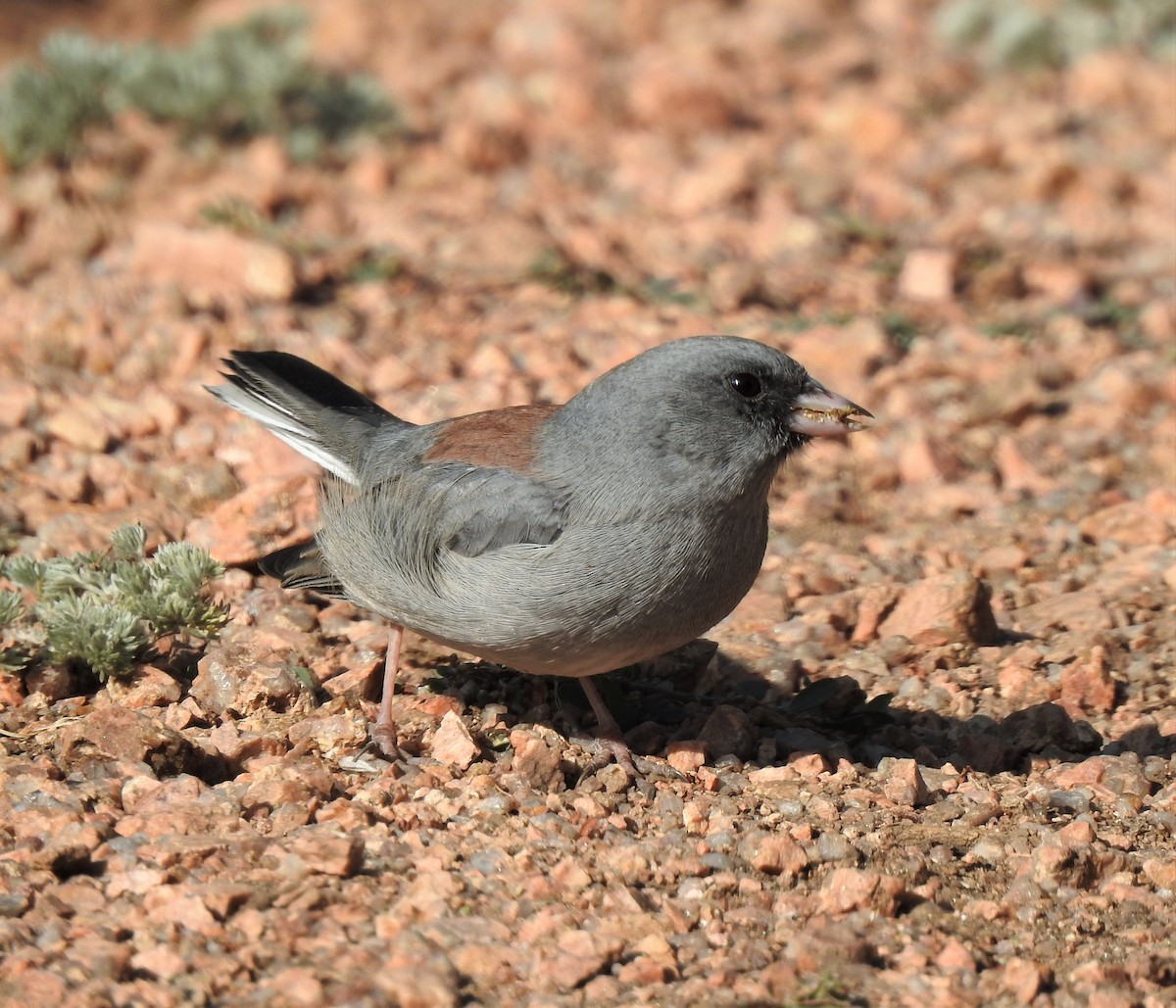 Dark-eyed Junco (Gray-headed) - ML623531908
