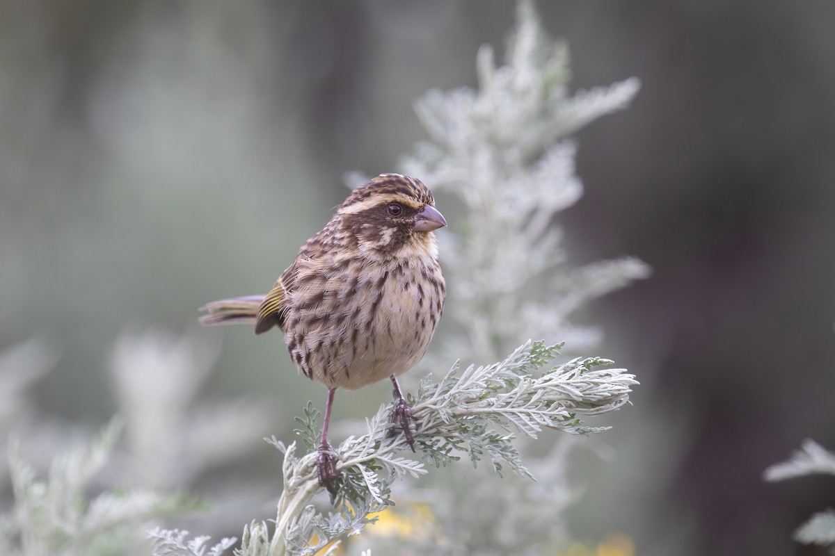 Streaky Seedeater - ML623531911