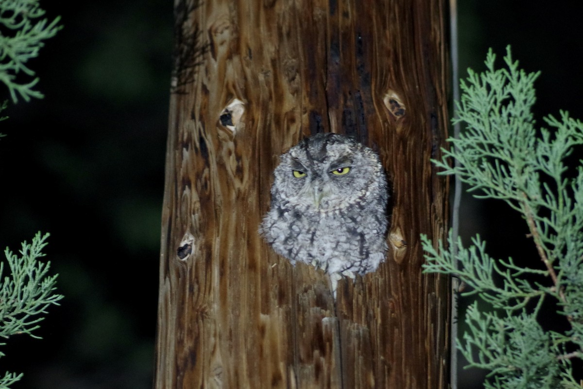 Whiskered Screech-Owl - ML623531930