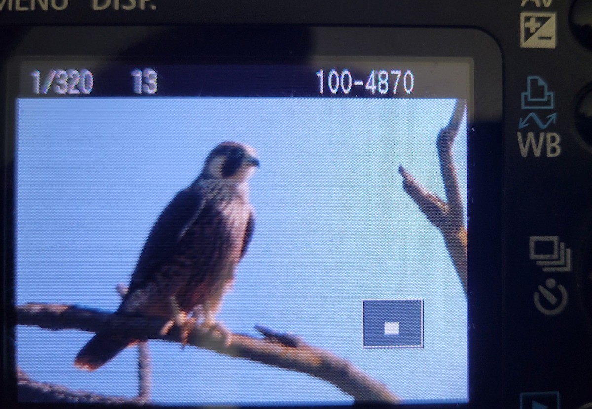 Peregrine Falcon - ML623531944