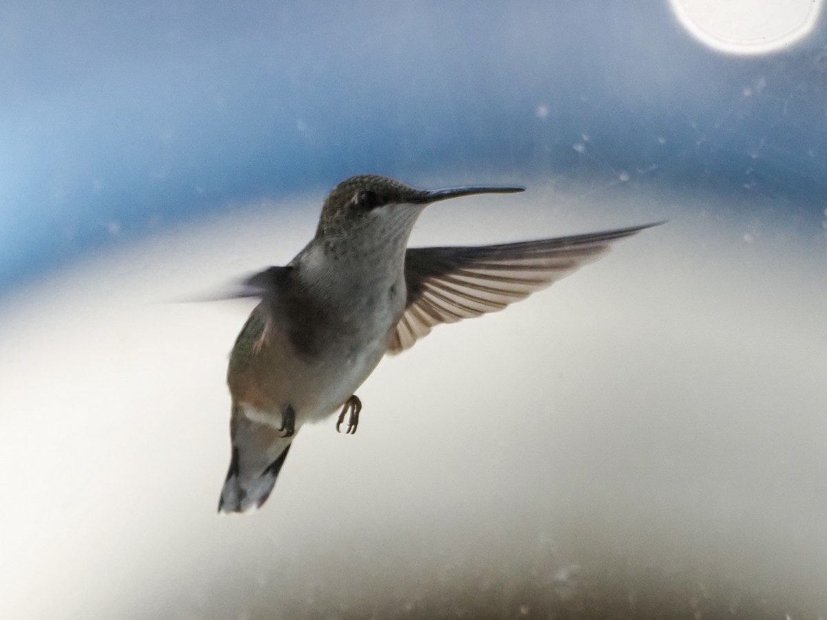 Ruby-throated Hummingbird - ML623531996