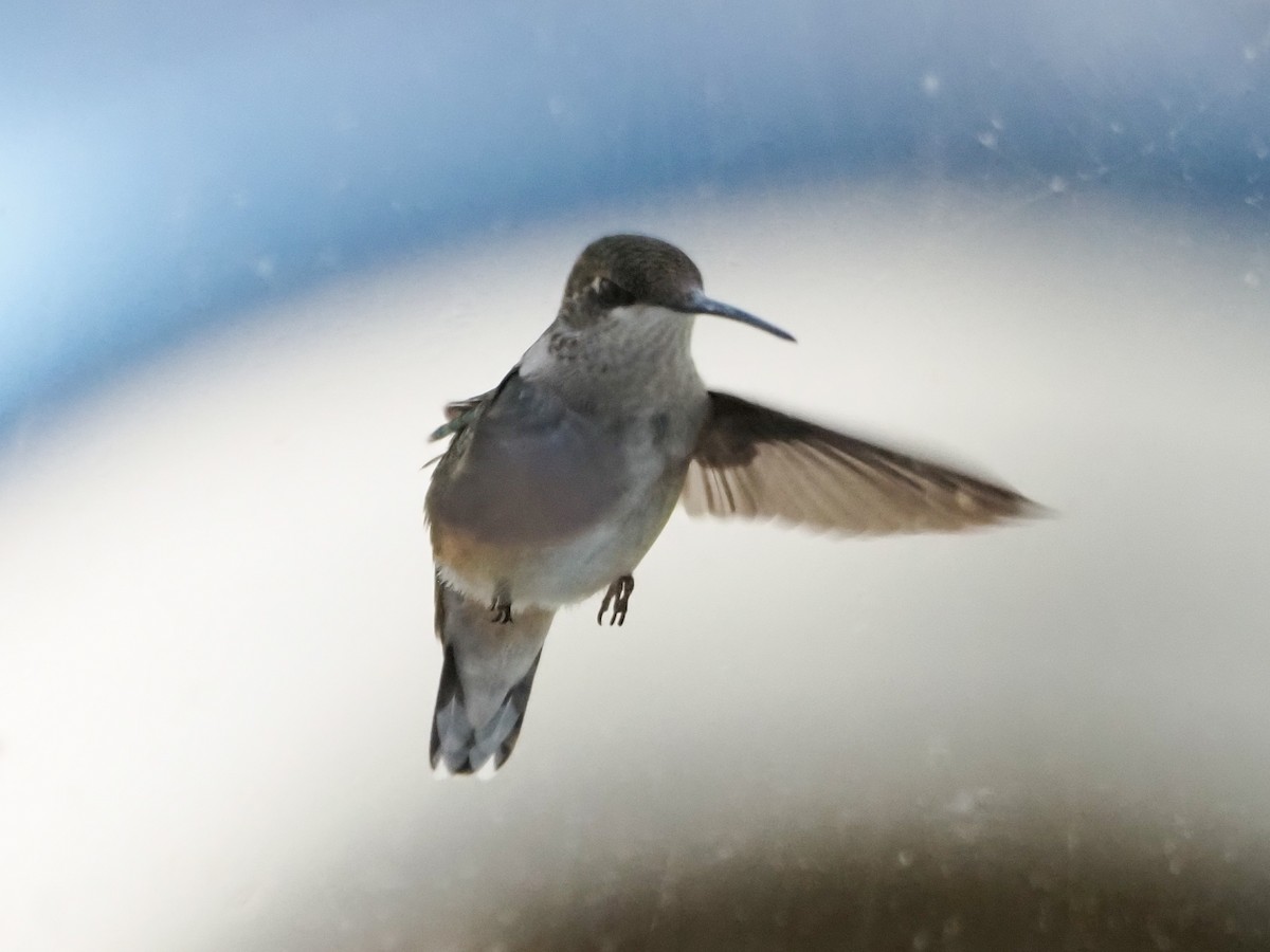 Ruby-throated Hummingbird - ML623531997